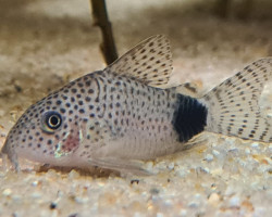 Corydoras Caudimaculatus L