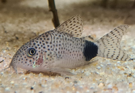 Corydoras Caudimaculatus L