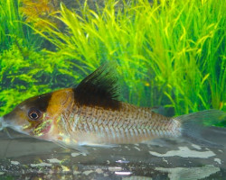 Corydoras Burgessi Xl