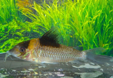 Corydoras Burgessi Xl