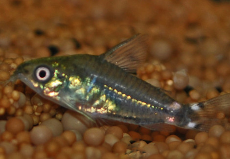 Corydoras Hastatus M