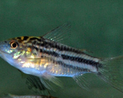 Corydoras Nanus M