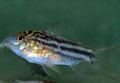 Corydoras Nanus M