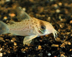 Corydoras Atropersonatus M