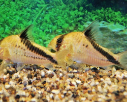 Corydoras Melini M