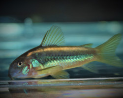 Corydoras Sp. Orange Laser S/M