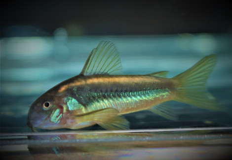 Corydoras Sp. Orange Laser S/M