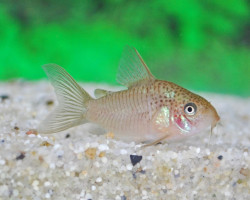 Corydoras Polystictus M