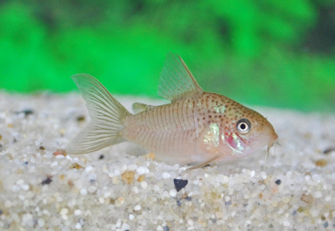 Corydoras Polystictus M