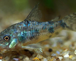 Corydoras Paleatus M/L