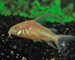 Corydoras Paleatus Albino Longfin S/M