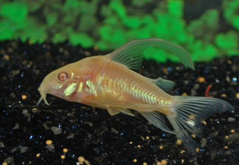 Corydoras Paleatus Albino Longfin S/M