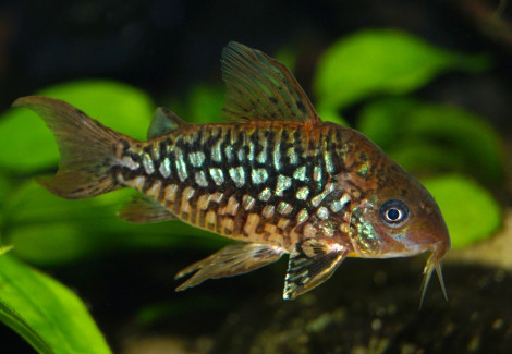 Corydoras Pantanalensis M