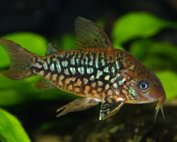 Corydoras Pantanalensis L