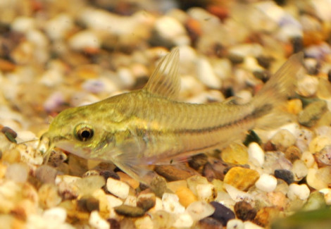 Corydoras Pygmaeus M