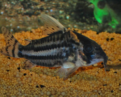 Corydoras Pulcher Xl