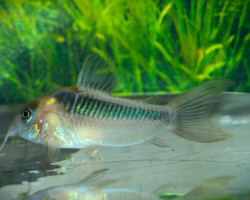 Corydoras Rabauti S/M