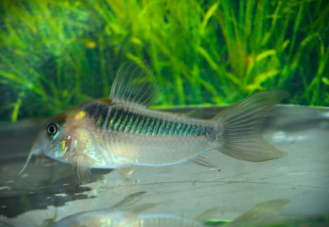 Corydoras Rabauti S/M