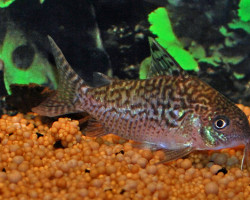 Corydoras Sodalis L