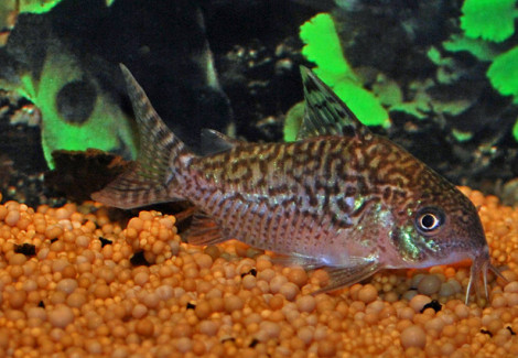 Corydoras Sodalis L