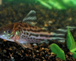 Corydoras Robineae L