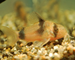 Corydoras Weitzmani M