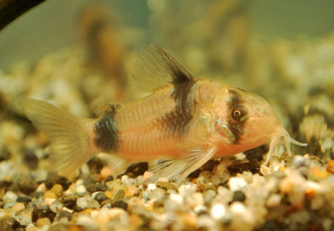 Corydoras Weitzmani M