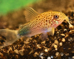 Corydoras Similis M