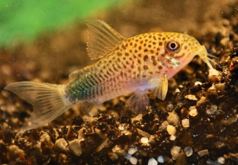 Corydoras Similis M