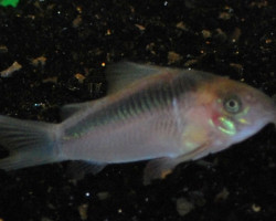 Corydoras Zygatus M/L