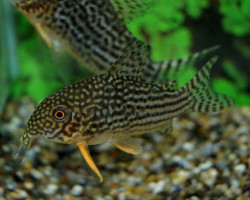 Corydoras Sterbai M