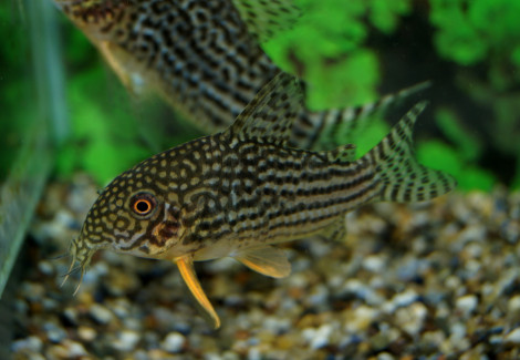 Corydoras Sterbai M