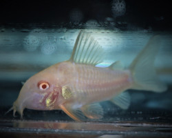 Corydoras Sterbai Albino M