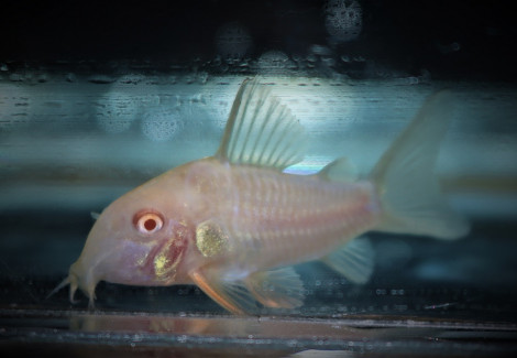 Corydoras Sterbai Albino M