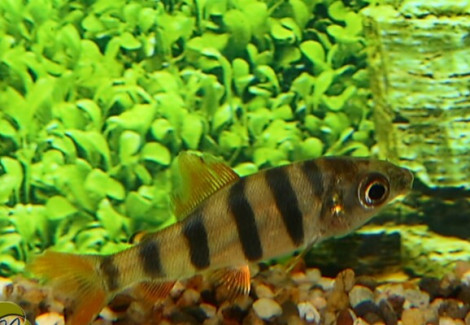 Distichodus Sexfasciatus M