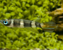 Epiplatys Annulatus M