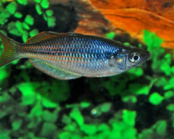 Glossolepis Multisquamatus M