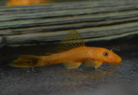 Ancistrus Cf. Cirrhosus Red S