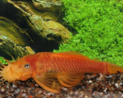 Ancistrus Sp. Temmincki Yellow L144 S/M