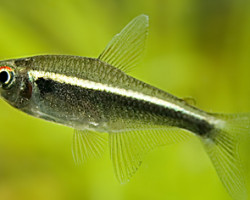 Hyphessobrycon Herbertaxelrodi Ml