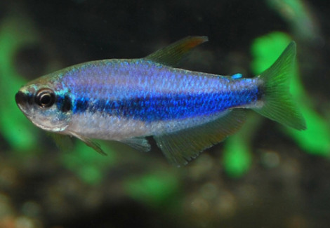 Inpaichthys Kerri M