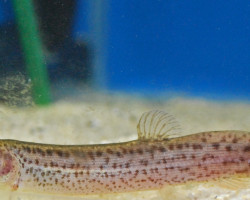 Misgurnus Anguillicaudatus M