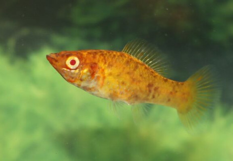 Poecilia Latipinna Dalmatian Gold Albino M