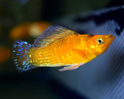 Poecilia Velifera Neon Orange L