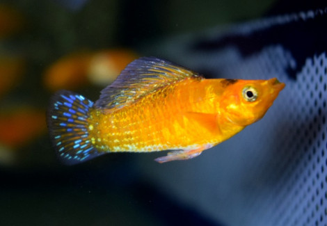 Poecilia Velifera Neon Orange L