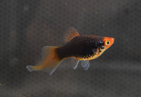 Platy Spitz Mix M