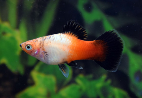 Platy  Tricolor Wagtail M