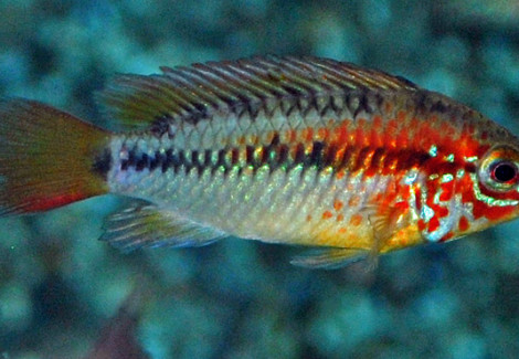 Apistogramma Viejita M