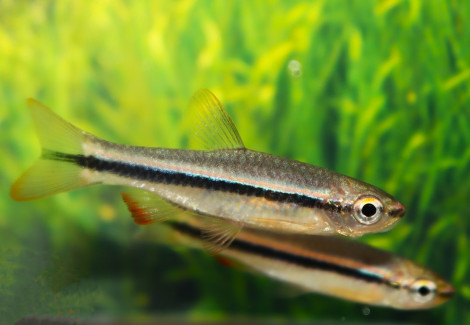 Rasbora Sp. Patrickyapi M