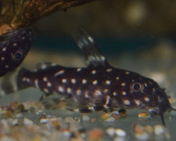 Synodontis Angelicus M/L